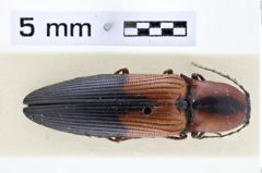 Foto (Dorsalansicht) von Cardiorhinus seminiger (NHMW-ZOO-COL-0010581)